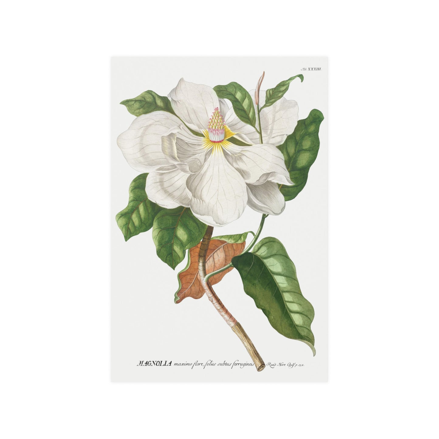 Magnolia Flower Plant illustrated by by Georg Dionysius Ehret. Fine Art Print in Multiple Sizes