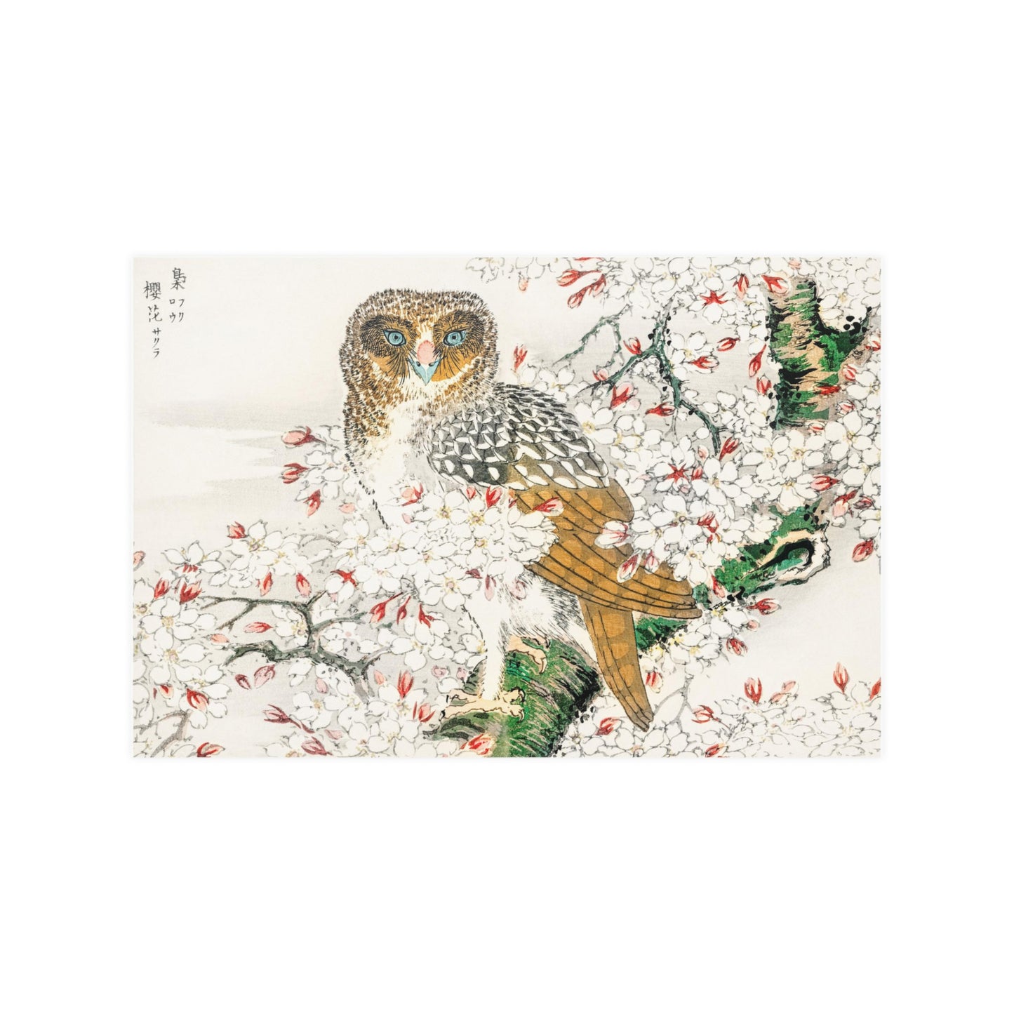 Numata Kashu owl woodblock print, vintage Short-eared Owl and Cherry Flowers