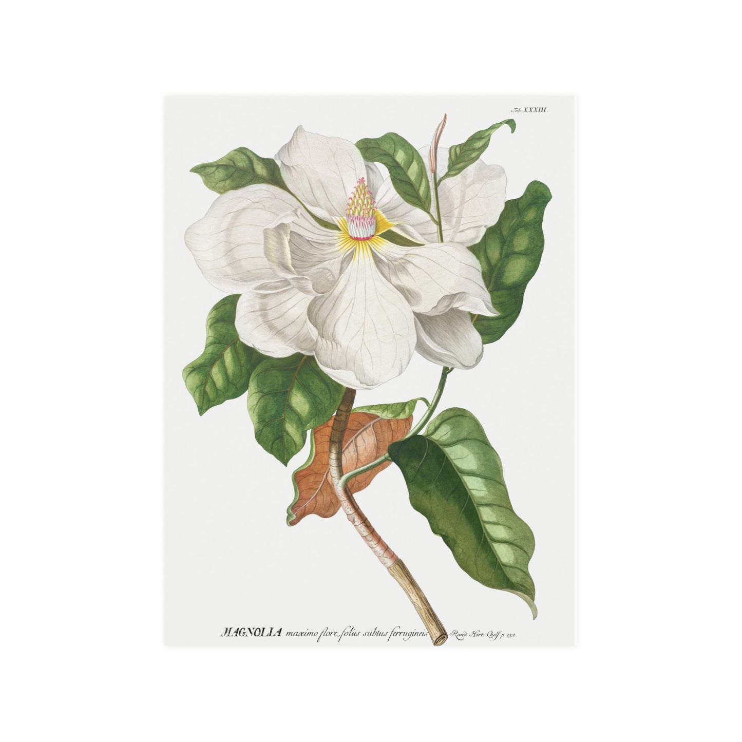 Magnolia Flower Plant illustrated by by Georg Dionysius Ehret. Fine Art Print in Multiple Sizes