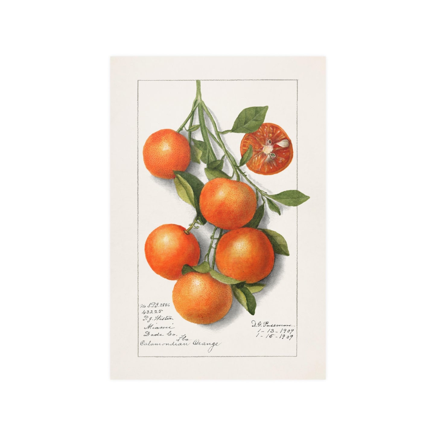 Oranges (Calamondian) 1919 by Deborah Griscom Passmore; Fruit Botanical Kitchen Art Print Poster