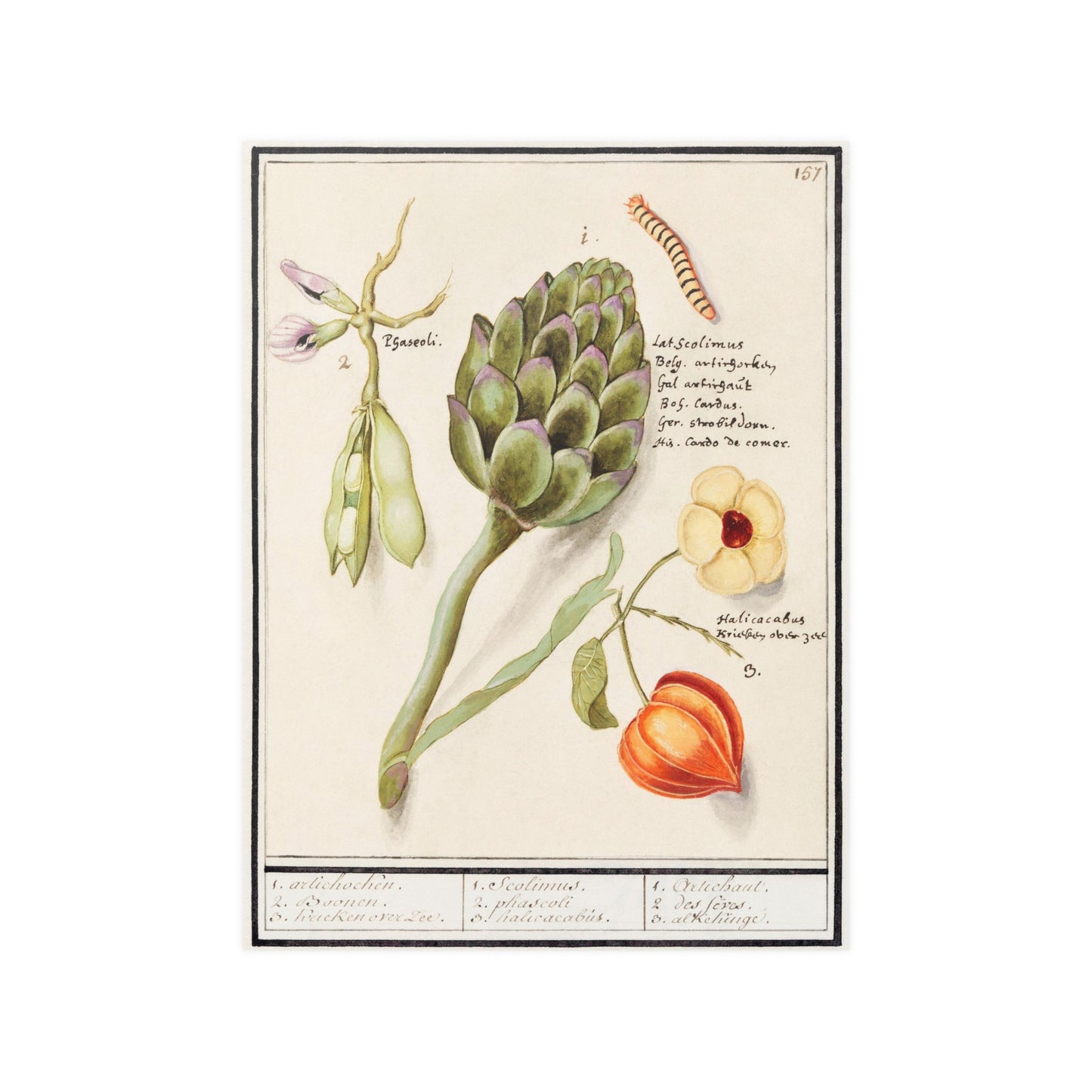 Artichoke, Cynara scolymus, broad beans, Vicia faba and lampion plant, Physalis by Anselmus Boetius de Boodt. Vintage print Poster