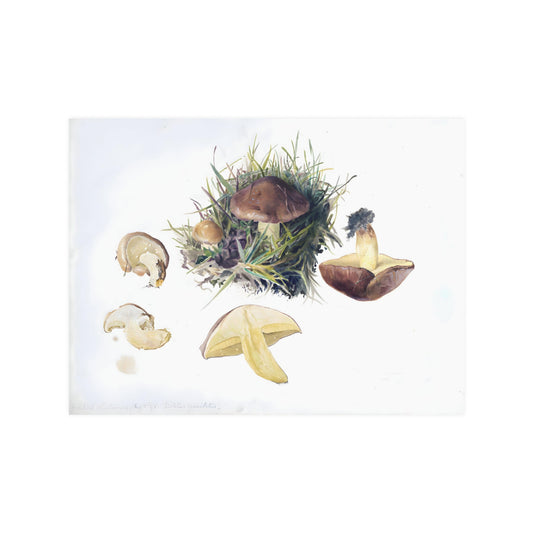 Beatrix Potter Boletus granulatus Mushroom Mycology Print Satin Art Poster Upscale Home Decor