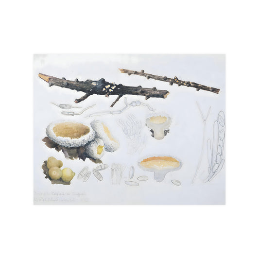 Beatrix Potter Dasyscypha calycina Mushroom Mycology Print Satin Art Poster Upscale Home Decor