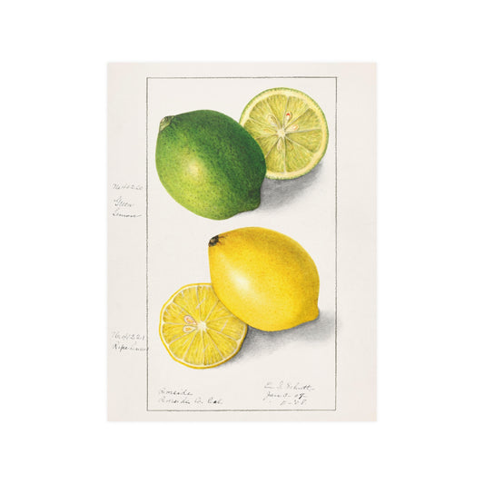 Lemons (Citrus Limon) (1908) by Ellen Isham Schutt. Vintage print Satin Poster Upscale Home Decor