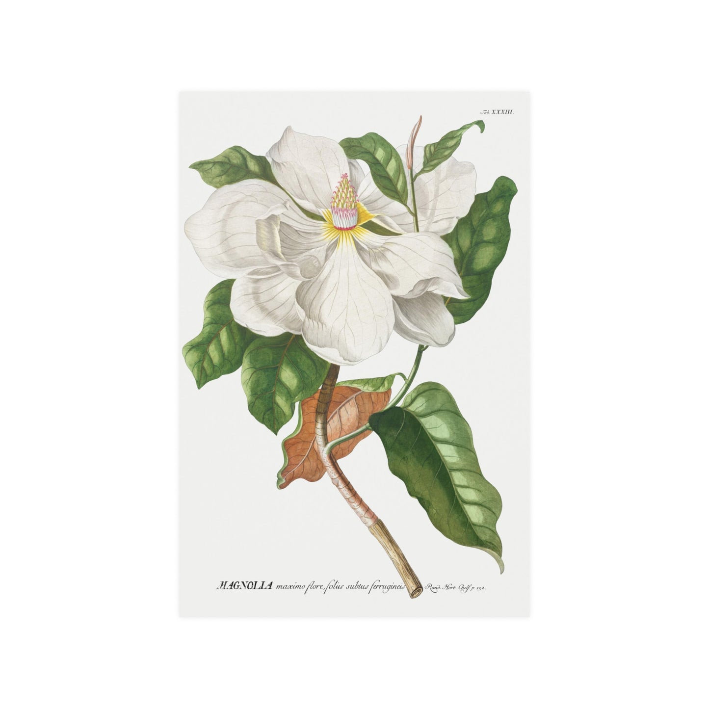 Magnolia Flower Plant illustrated by by Georg Dionysius Ehret. Fine Art Print in Multiple Sizes