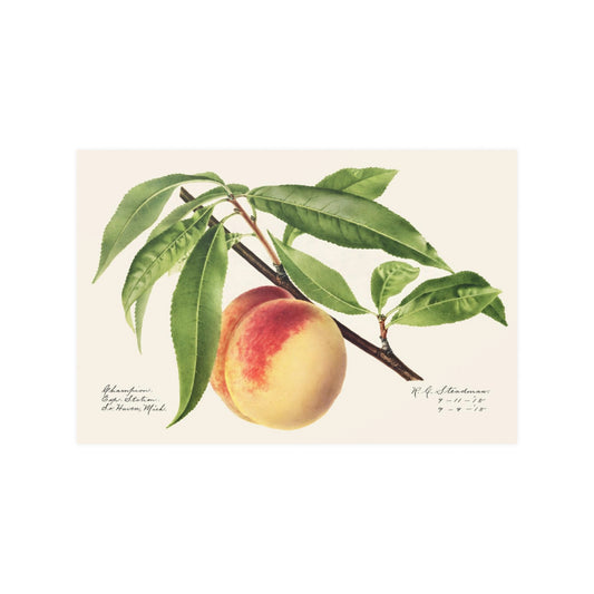 Peach Twig (Prunus Persica) (1918) Nature Botanical Fruit Art Print in Multiple Sizes