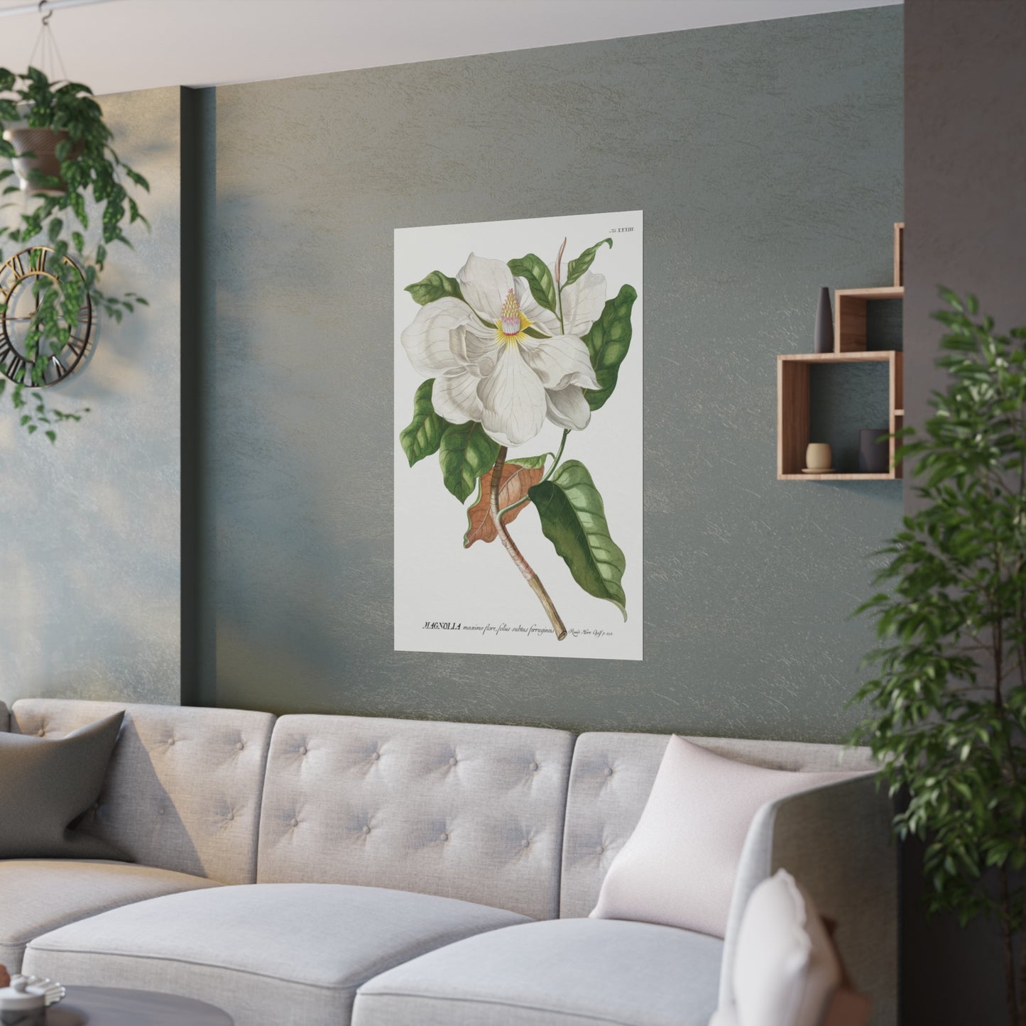 Magnolia Flower Plant illustrated by by Georg Dionysius Ehret. Fine Art Print in Multiple Sizes