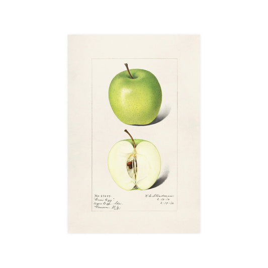 Apples (Malus Domestica) (1916) by Royal Charles Steadman; Fruit Botanical Kitchen Art Poster 12"x18"