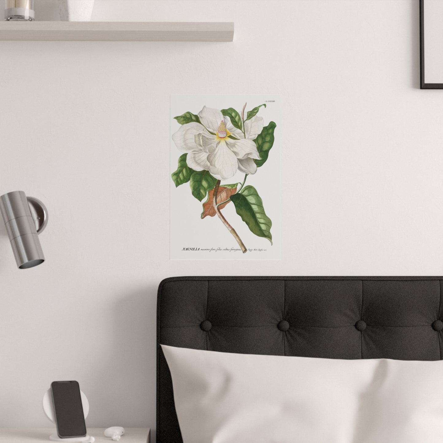 Magnolia Flower Plant illustrated by by Georg Dionysius Ehret. Fine Art Print in Multiple Sizes