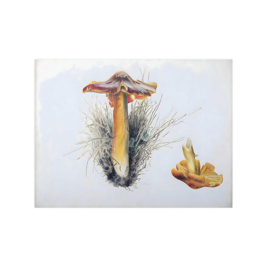 Beatrix Potter Hygrophorus puniceus Mushroom Mycology Print Satin Art Poster Upscale Home Decor