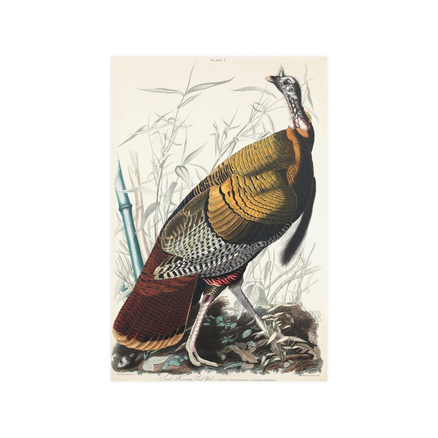 John James Audubon Wild Turkey 1827, Fall Thanksgiving Satin Art Poster Upscale Home Decor